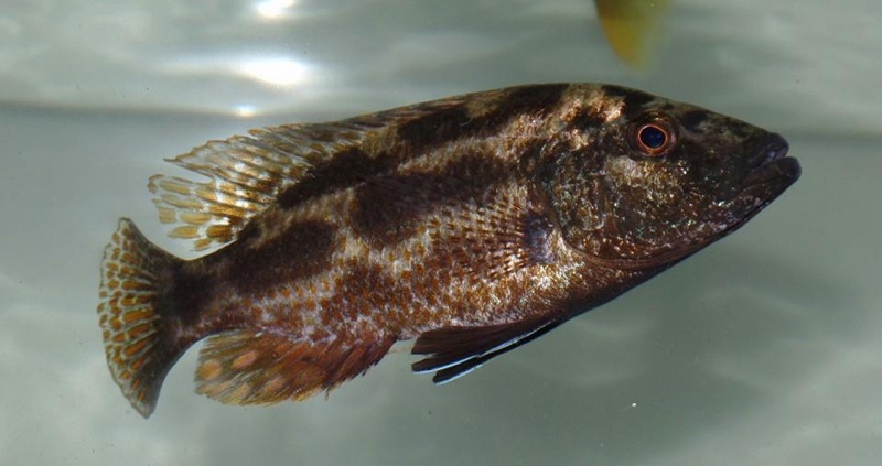 Nimbochromis polystigma